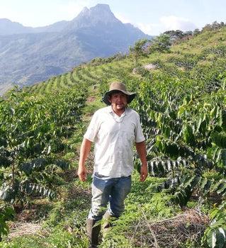 Peru Carranza Geisha - De ideale decemberkoffie! Peru Carranza Geisha - De ideale decemberkoffie!