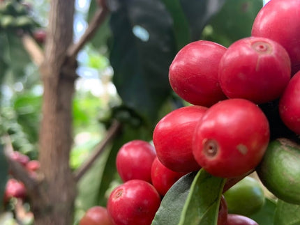Speciaal gebrand voor filterkoffie - Kenya Gikirima Speciaal gebrand voor filterkoffie - Kenya Gikirima