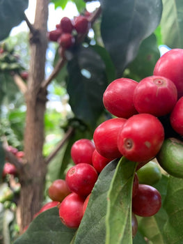 Speciaal gebrand voor filterkoffie - Kenya Gikirima Speciaal gebrand voor filterkoffie - Kenya Gikirima