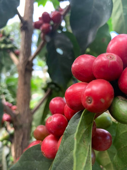 Speciaal gebrand voor filterkoffie - Kenya Gikirima