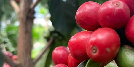 Speciaal gebrand voor filterkoffie - Kenya Gikirima
