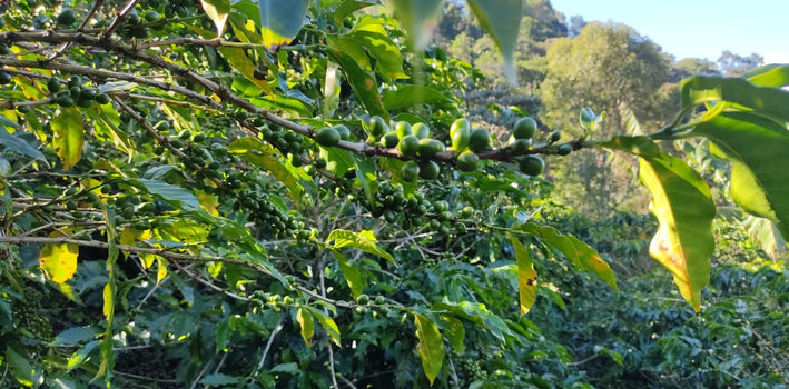 Deze maand: Honey Processed koffie van Eymar Rosero Deze maand: Honey Processed koffie van Eymar Rosero