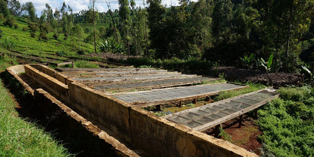 Nieuw! Peaberry bonen uit Kenya