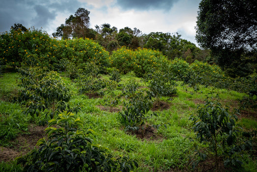 Smaakvol cadeautje uit Colombia Smaakvol cadeautje uit Colombia