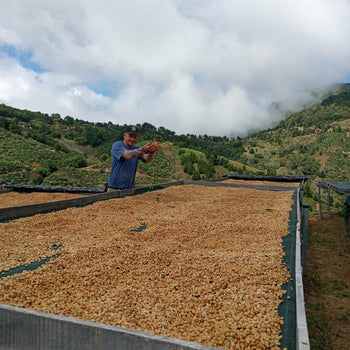 Uit de beroemdste koffieregio van Costa Rica Uit de beroemdste koffieregio van Costa Rica