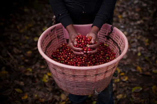Complex, zacht, romig en zoet - Costa Rica Sonora Complex, zacht, romig en zoet - Costa Rica Sonora
