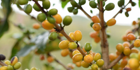 Brazil Sitio Grota Fria - Koffie van de maand Mei