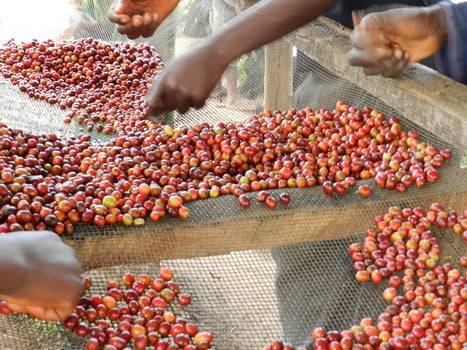 Haal de lente in huis! Haal de lente in huis!