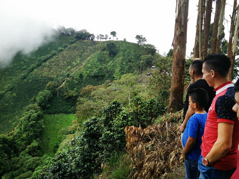 Colombia El Paraiso - Vers en Direct Trade Colombia El Paraiso - Vers en Direct Trade