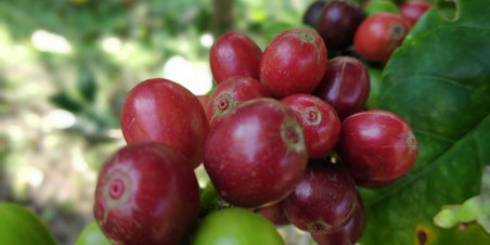 Onze allereerste Direct Trade Decaf koffie