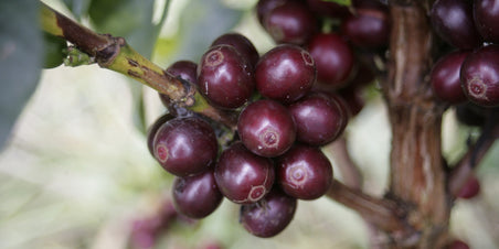 Finca “El Paraiso”, een stukje paradijs op aarde?