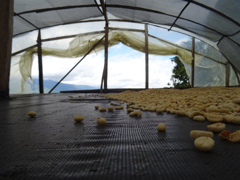 LIMITED EDITION - Colombia El Paraiso LIMITED EDITION - Colombia El Paraiso