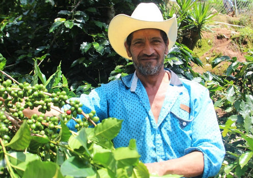 Nieuw & Direct Trade: Honduras El Pinal Nieuw & Direct Trade: Honduras El Pinal