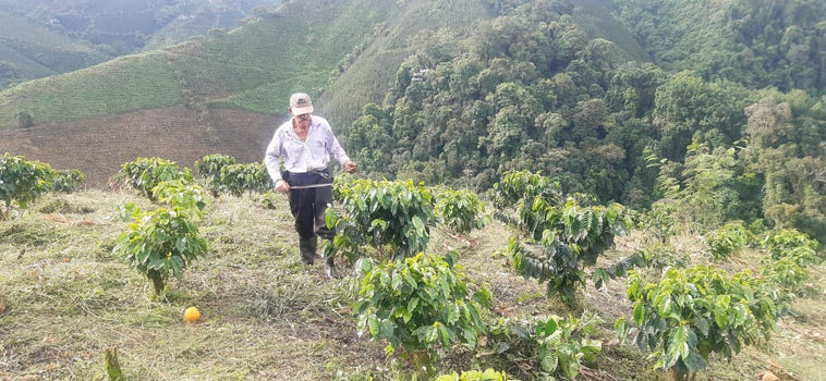 Koffie van de maand - Colombia El Rubi