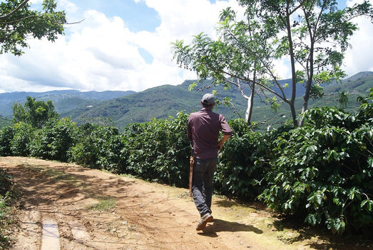 De koffie van maart: Costa Rica Finca Frailes De koffie van maart: Costa Rica Finca Frailes