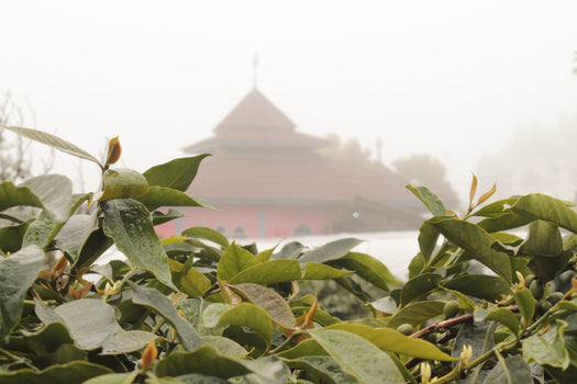 Kruidig, krachtig & complex - Sumatra Gunung Tujuh Kruidig, krachtig & complex - Sumatra Gunung Tujuh