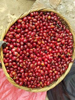 Deze maand: Een bijzondere koffie uit El Salvador Deze maand: Een bijzondere koffie uit El Salvador