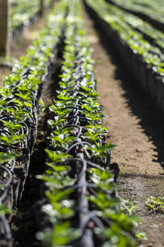 Làgrimas de Thelma - Pacamara - Koffie van de maand Làgrimas de Thelma - Pacamara - Koffie van de maand