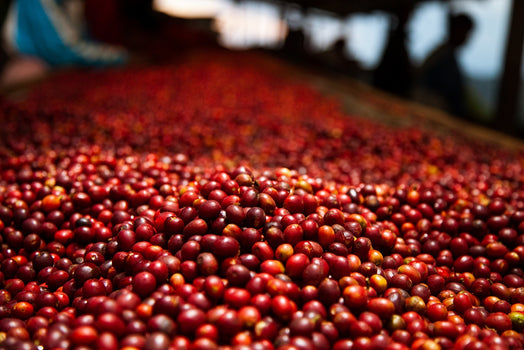 Rwanda Kamajumba - alleen verkrijgbaar in November! Rwanda Kamajumba - alleen verkrijgbaar in November!