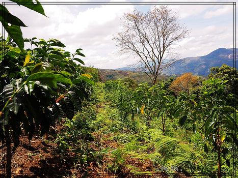 Peru La Balsa - bijzonder lekker en van zeer hoge kwaliteit Peru La Balsa - bijzonder lekker en van zeer hoge kwaliteit