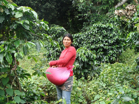 Een nieuwe topper uit El Salvador Een nieuwe topper uit El Salvador