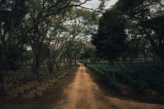 Bijzonder en vooral érg lekker! Mexico Finca La Estanzuela Bijzonder en vooral érg lekker! Mexico Finca La Estanzuela