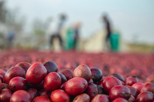 Peru Finca Yungasuyo - bijzondere natural koffie van de maand Peru Finca Yungasuyo - bijzondere natural koffie van de maand