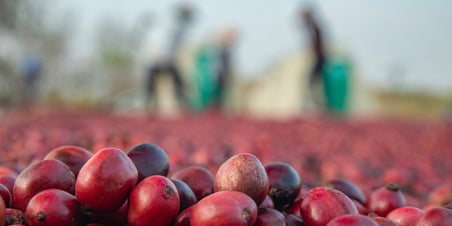 Peru Finca Yungasuyo - bijzondere natural koffie van de maand