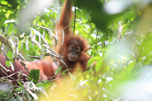 Sumatra Orang Utan Sumatra Orang Utan