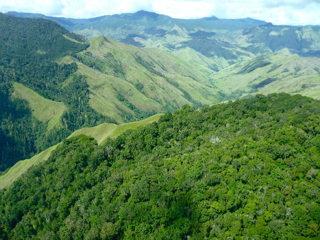 Een unieke koffie uit Papua New Guinea Een unieke koffie uit Papua New Guinea