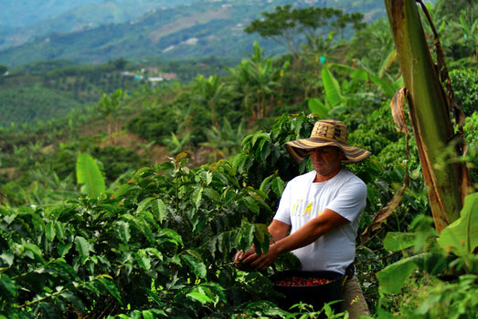 Honingzoete verwennerij uit Colombia Honingzoete verwennerij uit Colombia