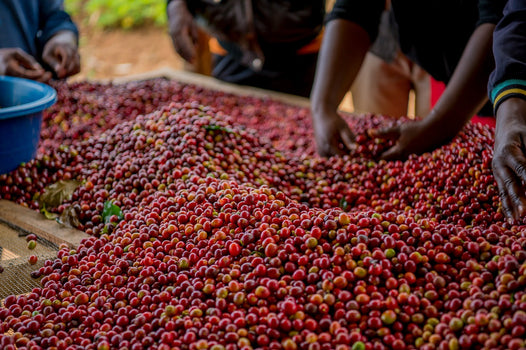 Zoet & Fris - Ethiopië Yirgacheffe Zoet & Fris - Ethiopië Yirgacheffe