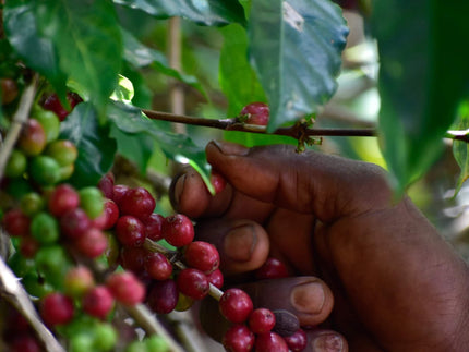 Koffie uit Ethiopië Koffie uit Ethiopië