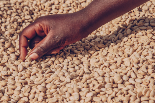 Direct Trade Koffiebonen - Koffie met een verhaal