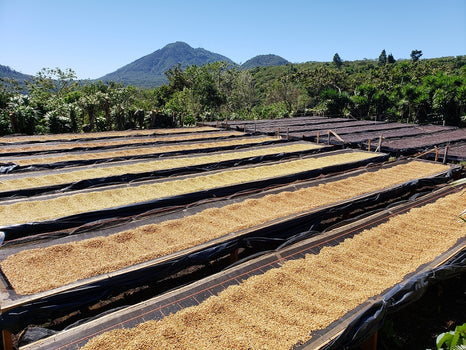 El Salvador Los Naranjos - alleen verkrijgbaar in september!
