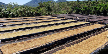 El Salvador Los Naranjos - alleen verkrijgbaar in september!