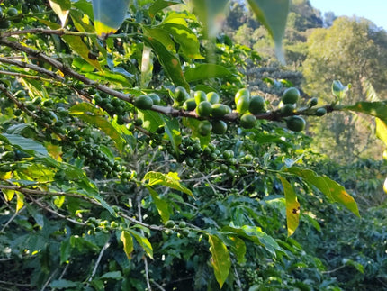 Deze maand: Honey Processed koffie van Eymar Rosero