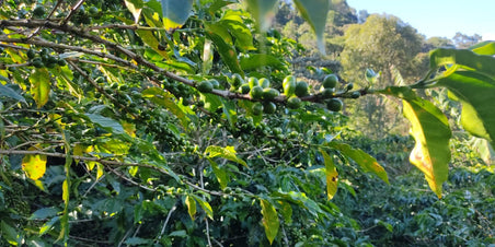 Deze maand: Honey Processed koffie van Eymar Rosero