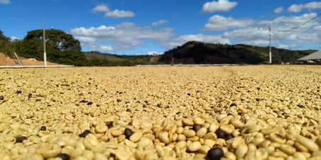 Brazil Sitio Baixadão - Passie voor perfectie