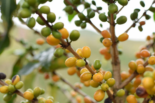 Brazil Sitio Grota Fria - Koffie van de maand Mei