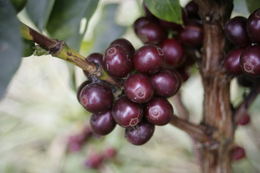 Finca “El Paraiso”, een stukje paradijs op aarde?