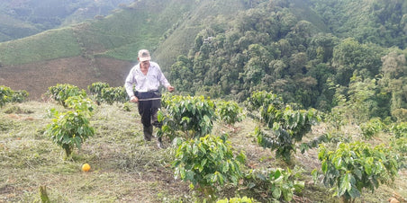Koffie van de maand - Colombia El Rubi