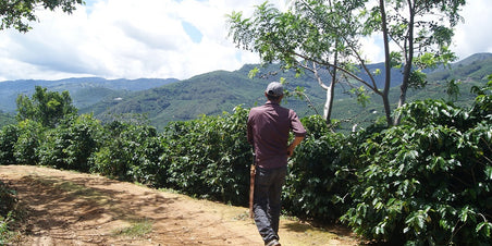 De koffie van maart: Costa Rica Finca Frailes