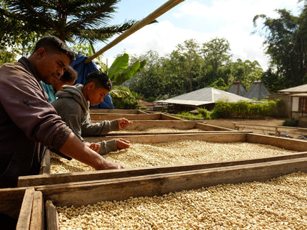 Koffie van Maart - Flores Laga Lizu