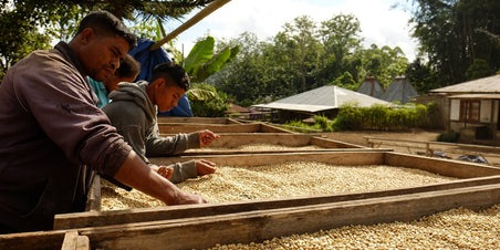 Koffie van Maart - Flores Laga Lizu