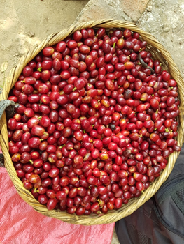 Deze maand: Een bijzondere koffie uit El Salvador