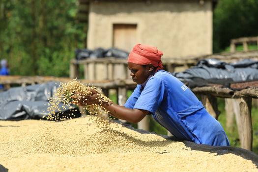 Nieuw & Direct Trade uit Tanzania & Rwanda