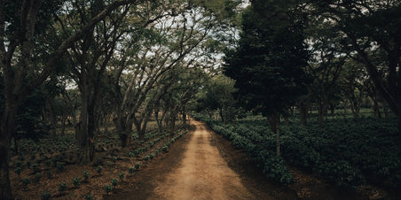 Bijzonder en vooral érg lekker! Mexico Finca La Estanzuela