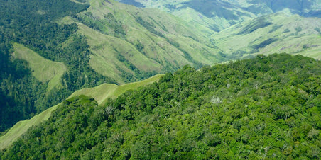 Een unieke koffie uit Papua New Guinea