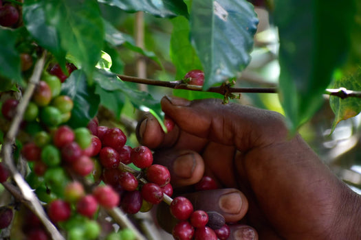 Koffie uit Ethiopië